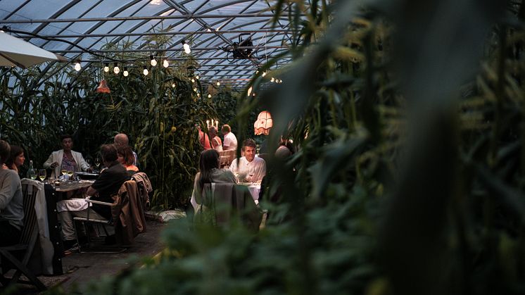 Växthusmiddag med Gotthards krog är bara en av alla unika smakupplevelser som finns i Umeåregionen. Photo: Philip Avesand