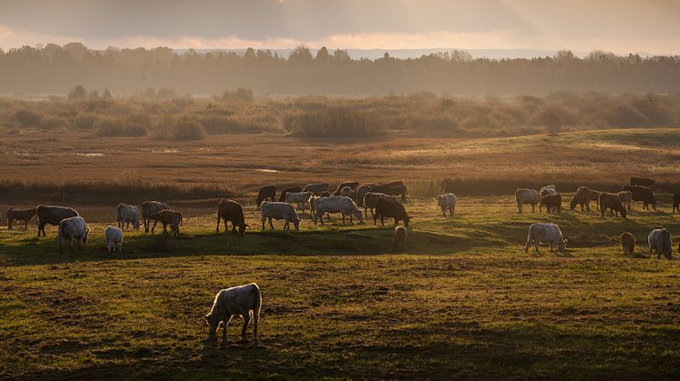 Ekodagen vänder sig till företag och andra som är verksamma på landsbygden runt om i landet. I Västra Götaland anordnas en temadag utanför Töreboda om dikor. Foto: Martin Fransson.