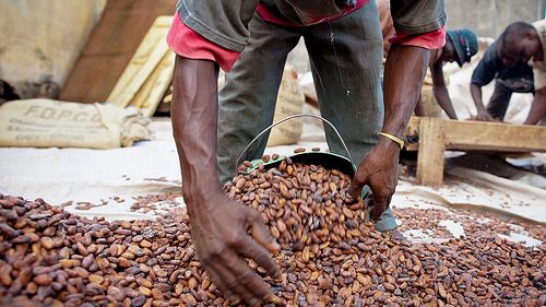 Nestlén Cocoa Plan -ohjelma: Tavoitteena poistaa lapsityövoima kaakaoviljelmiltä