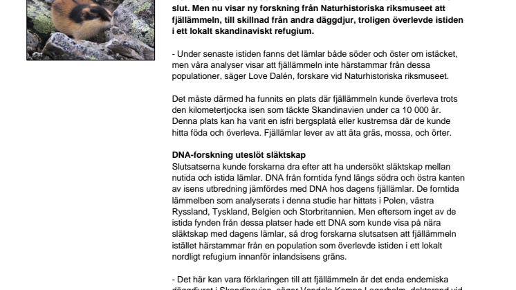 Fjällämmeln kan ha överlevt istiden i Skandinavien