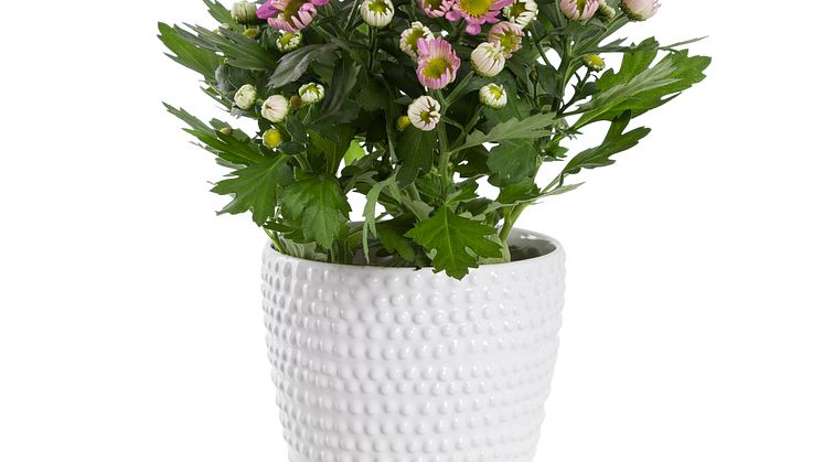 Krysantemum