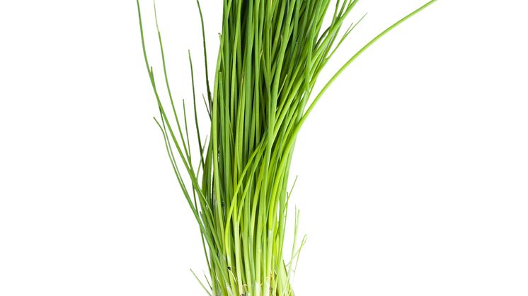 Gräslök (Allium schoenoprasum)