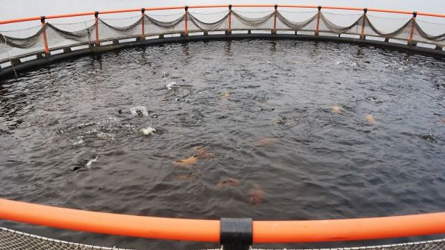 Under 2021 producerade det svenska vattenbruket 11 900 ton odlad matfisk i hel färskvikt - en ökning med 20 procent jämfört med 2020. Foto: Shutterstock