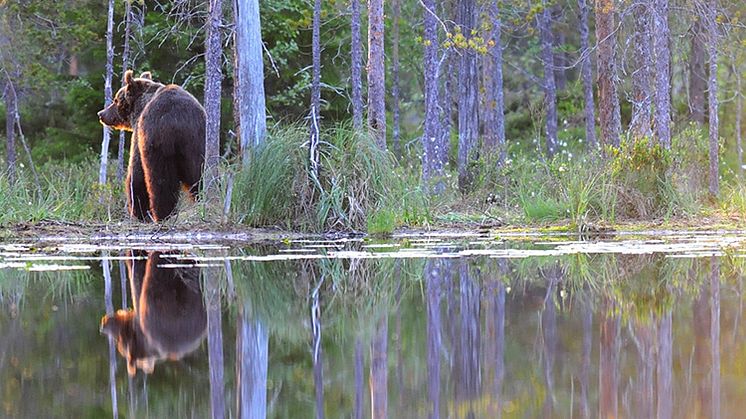 Beslut om licensjakt efter björn i Värmlands län 2018