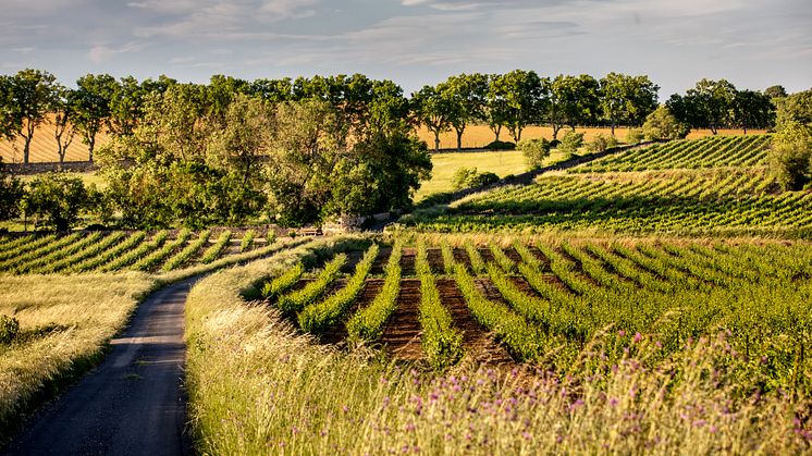 Languedoc