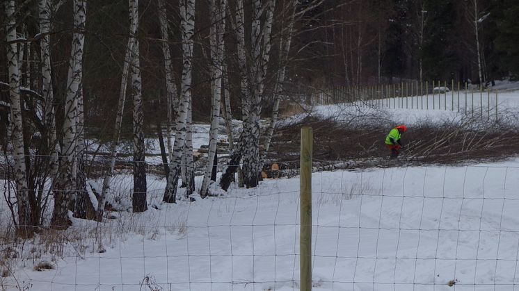 Cirka 120 björkar togs ner i Järva DiscGolfPark under onsdagen. Ytterligare över 2000 träd står i tur att fällas för att anlägga två stora reningsdammar som ännu inte fått marklov.
