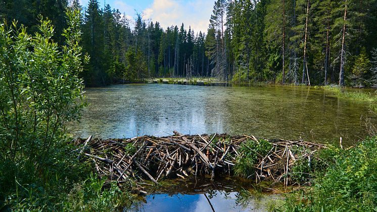 EXPERT COMMENT: Beavers are set to recolonise the UK – here’s how people and the environment could benefit