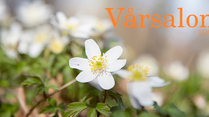 Medborgarskolans Vårsalong i Karlstad_vitsippa