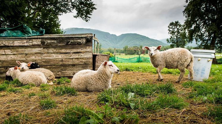 Alle økologiske produksjoner er telt og dokumentert, inkludert disse lammene. Foto: Debio/Espen Seierstad