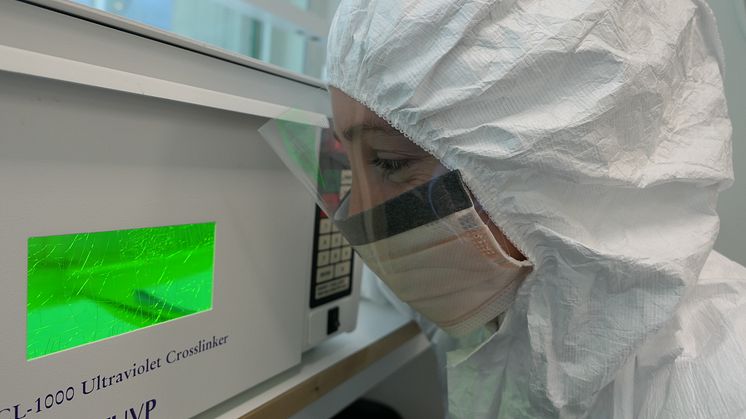 Edana Lord i laboratoriet för ancient DNA vid Centrum för paleogenetik. Foto Marianne Dehasque.