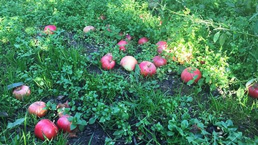 Rekordmycket fallfrukt samlades in i år