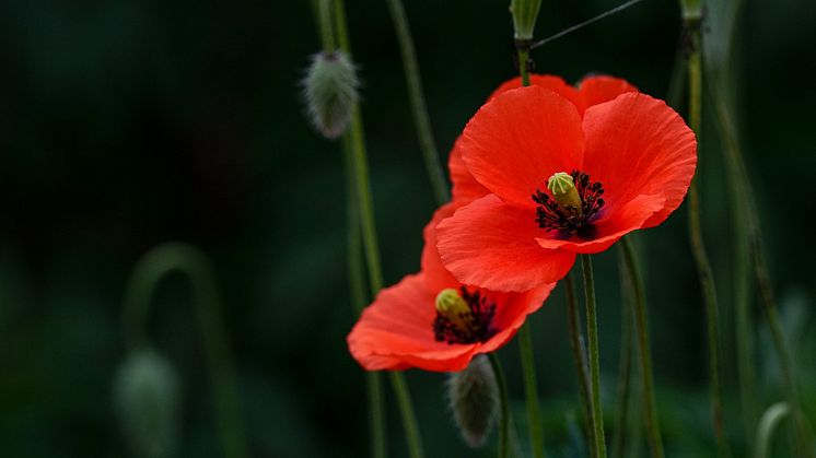 Remembrance Sunday - poppy.jpg
