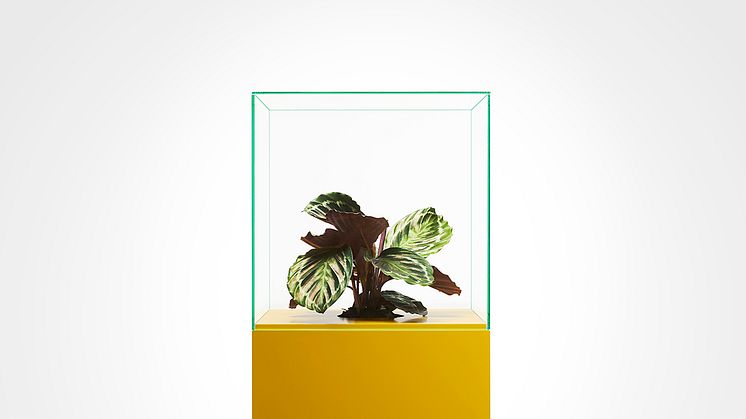 ​Etnografiska museet sätter fokus på överkonsumtionen med hjälp av en blomma