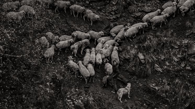 Maurice Wolf - Sheep drive in Tusheti04.jpg