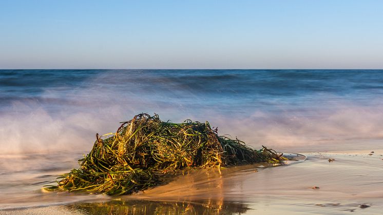 Nicht nur ein Ärgernis am Strand: Seegras eignet sich hervorragend für die Gebäudedämmung