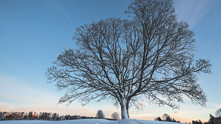 Winterlandschaft im Naturpark Doubs bei Les Breuleux 