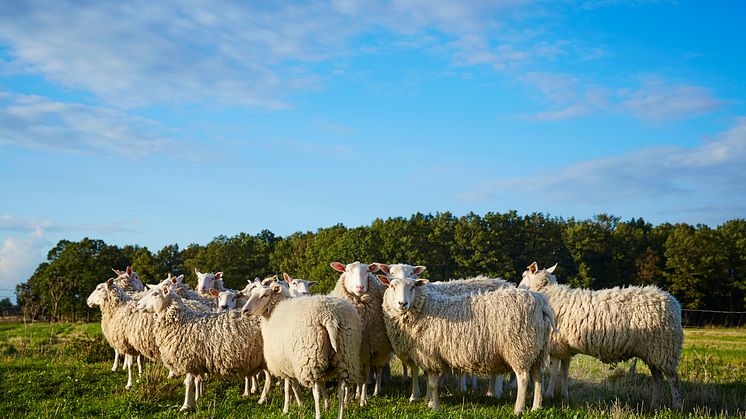 Endast cirka 30 procent av det lamm vi äter i Sverige är svenskt. Fråga efter svenskt hållbart lamm i butiken och titta efter märket Kött från Sverige så vet du att lammet är fött, uppfött, förädlat, förpackat, kontrollerat i Sverige.