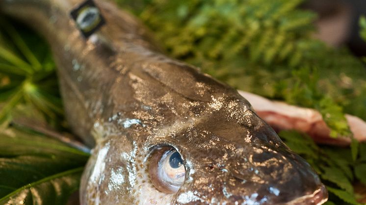 Arranca la nueva temporada del Skrei, el Bacalao noruego más sibarita
