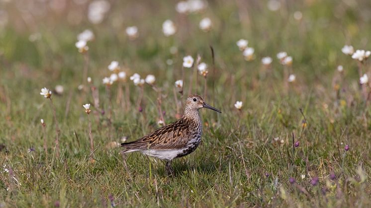 Sydlig kärrsnäppa (hona) vid Stora Ören på Öland. Foto: Mattias Ullman