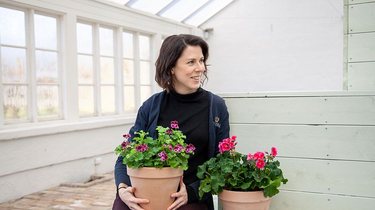 Sara Bratt, Sofieros trädgårdsdesigner och skapare av utställningen Passion för pelargon. Foto: Radek Labunski.