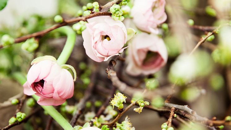 Blomsterlandet vår
