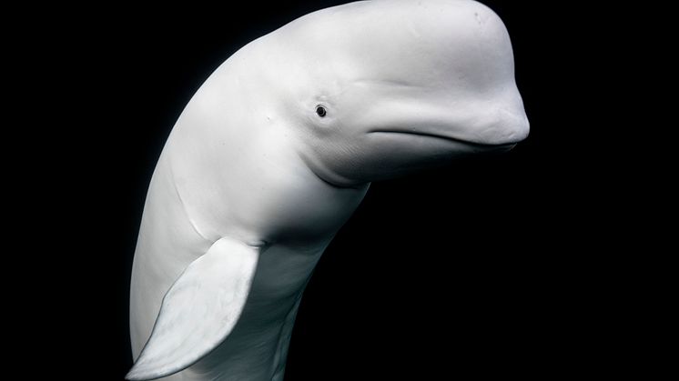 Aleksander Nordahl Hvaldimir No1_The White Whale