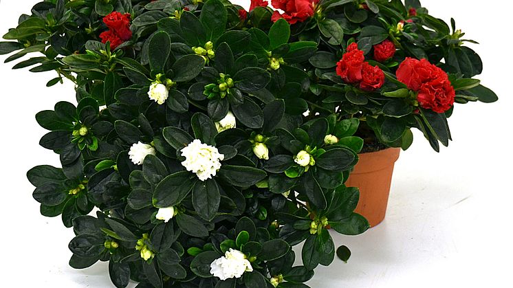 Lucka nr 13 - Rumsazalea i en Blomstrande Julkalender
