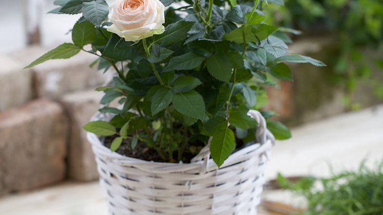 Småblommig ros i kruka.  Rosa Miniatyrros-Gruppen 