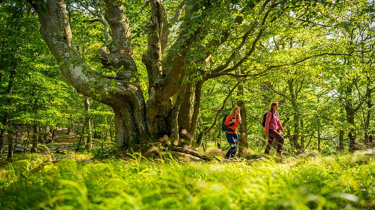 Hela Sverige samlas i ett nationellt ramverk för vandringsturismleder