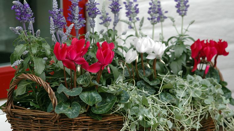 Cyclamen ´Tianis Garden´