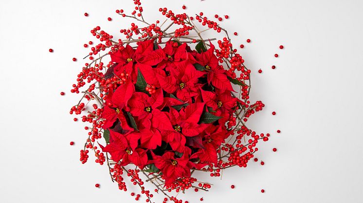 Flores de la noche buena, den heliga nattens blommor. Julstjärna helt enkelt!