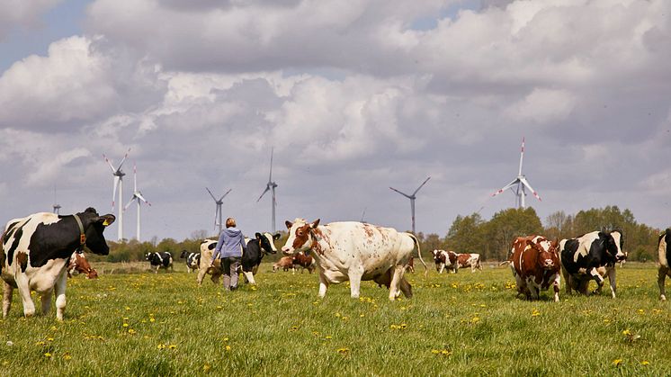 Weidegang auf einem Arla Hof in Schleswig-Holstein