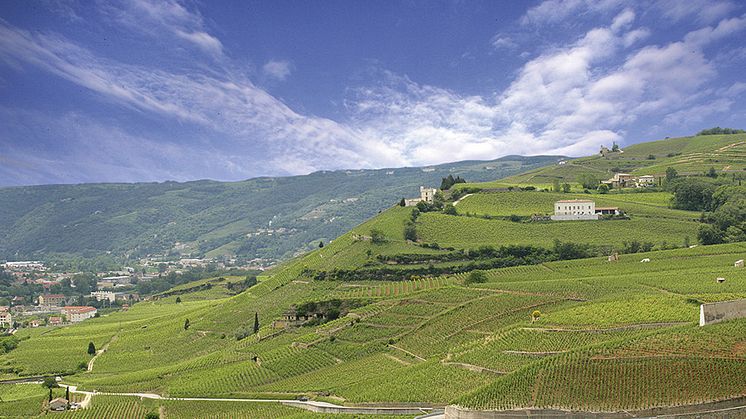 M.Chapoutier i Chateauneuf-du-Pape
