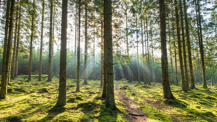 Vandringsled med poesipauser i Säterdalens naturreservat