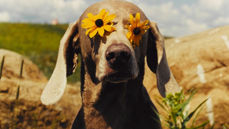 UTSTÄLLNING: WILLIAM WEGMAN - HELLO NATURE. HOW TO DRAW, PAINT, COOK AND FIND YOUR WAY