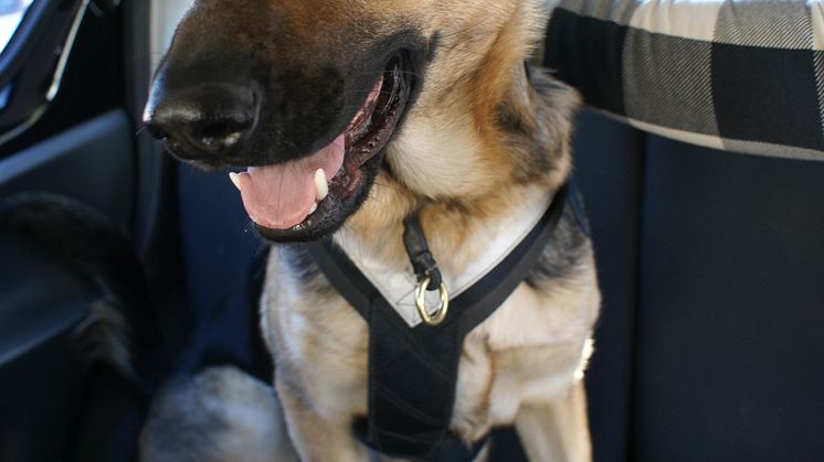 Bilsäkerhet för hund - sele