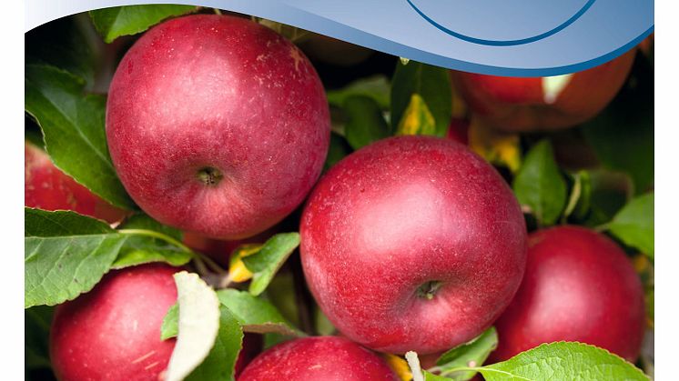 Blomsterlandet-feromonfalla-applevecklare-produktbild