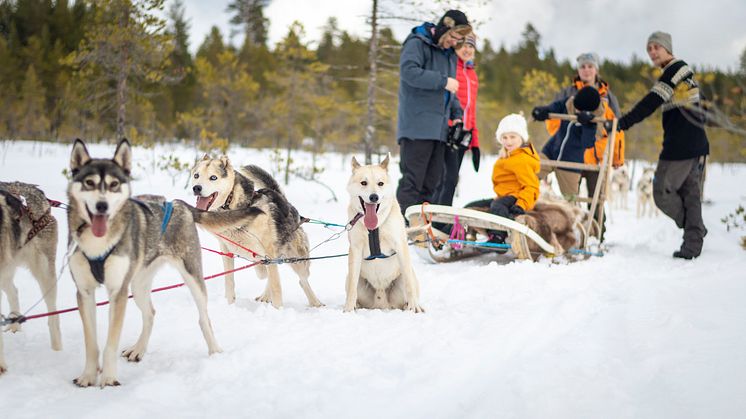 Hundspann i Dalarna. Foto: Visit Dalarna