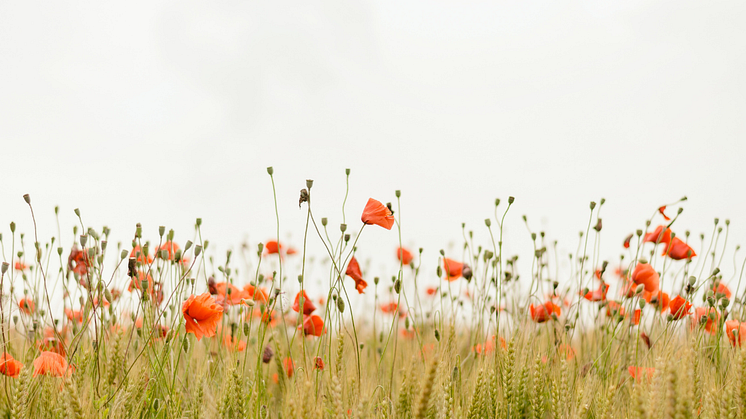 The artificial poppy has become a fragile but enduring symbol of remembrance. Field of Poppies. Image by Henry Be (@henry_be) via Unsplash.