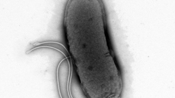 Helicobacter pyroli