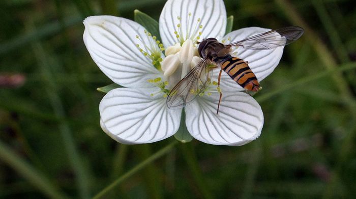 Slåtterblomma. 
