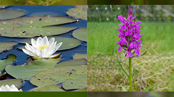 Nationalblomman 30_2x3_5_5