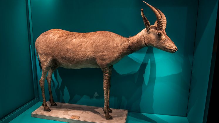 Bekräftad blåbock på Naturhistoriska riksmuseet