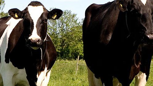 Potential att tjäna 30 öre mer per kg mjölk genom 6 enkla nyckeltal 