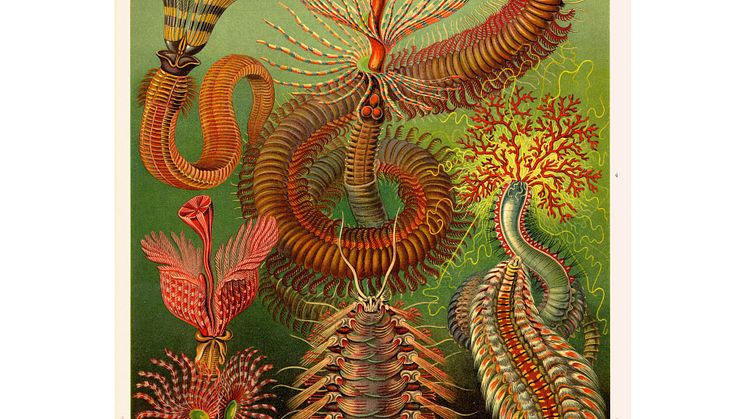 Ernst Haeckel, Kunstformen der Natur, Tafel 96 Chaetopoda– Borstenwürmer, 1899–1904. 1x1