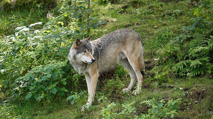 varg-i-skog-martin-fransson-900x600px