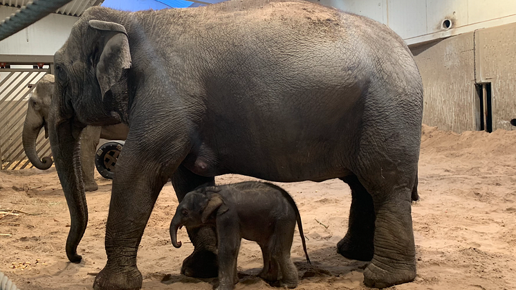 Kungens elefant har fött en kalv på Kolmården 