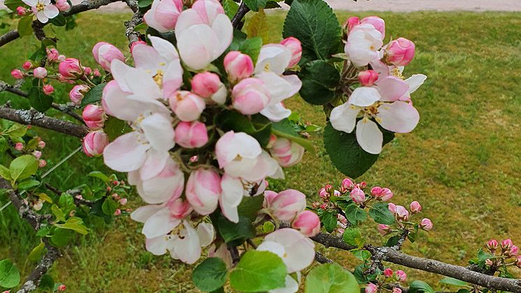 Anhörigdag den 18 maj, Dalheimers Hus i Göteborg