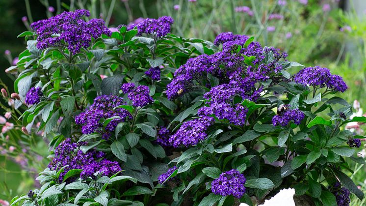 Heliotropium arborescens Årets Sommarblomma 2024 foto annikasnaturligating (6).jpg