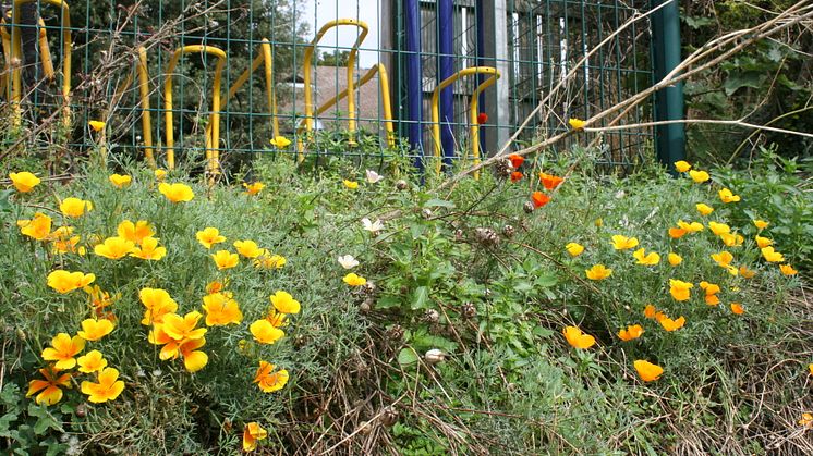 Royston station gardening